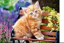 Пазлы "Рыжий котенок" (180 шт) (Арт. В-018178)
